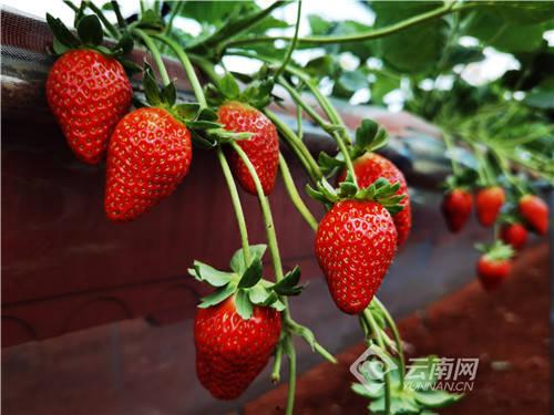 水莓100国产免费