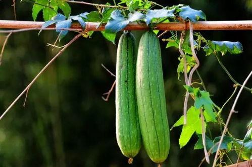 吃瓜17网,热门话题背后的真相与趣味